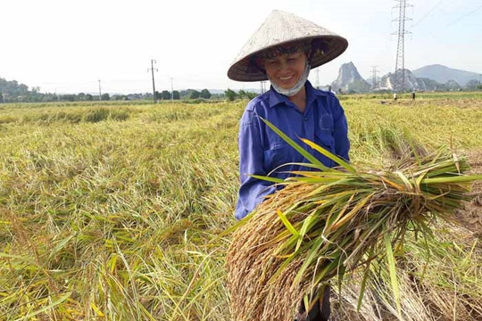 HTX Dịch vụ nông nghiệp phường An Lạc chuẩn bị 20 tấn gạo nếp cái hoa vàng phục vụ Tết